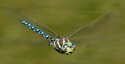 Дамнуурга цэнхэр соно (Aeshna juncea mongolica Bartenef, 1911)